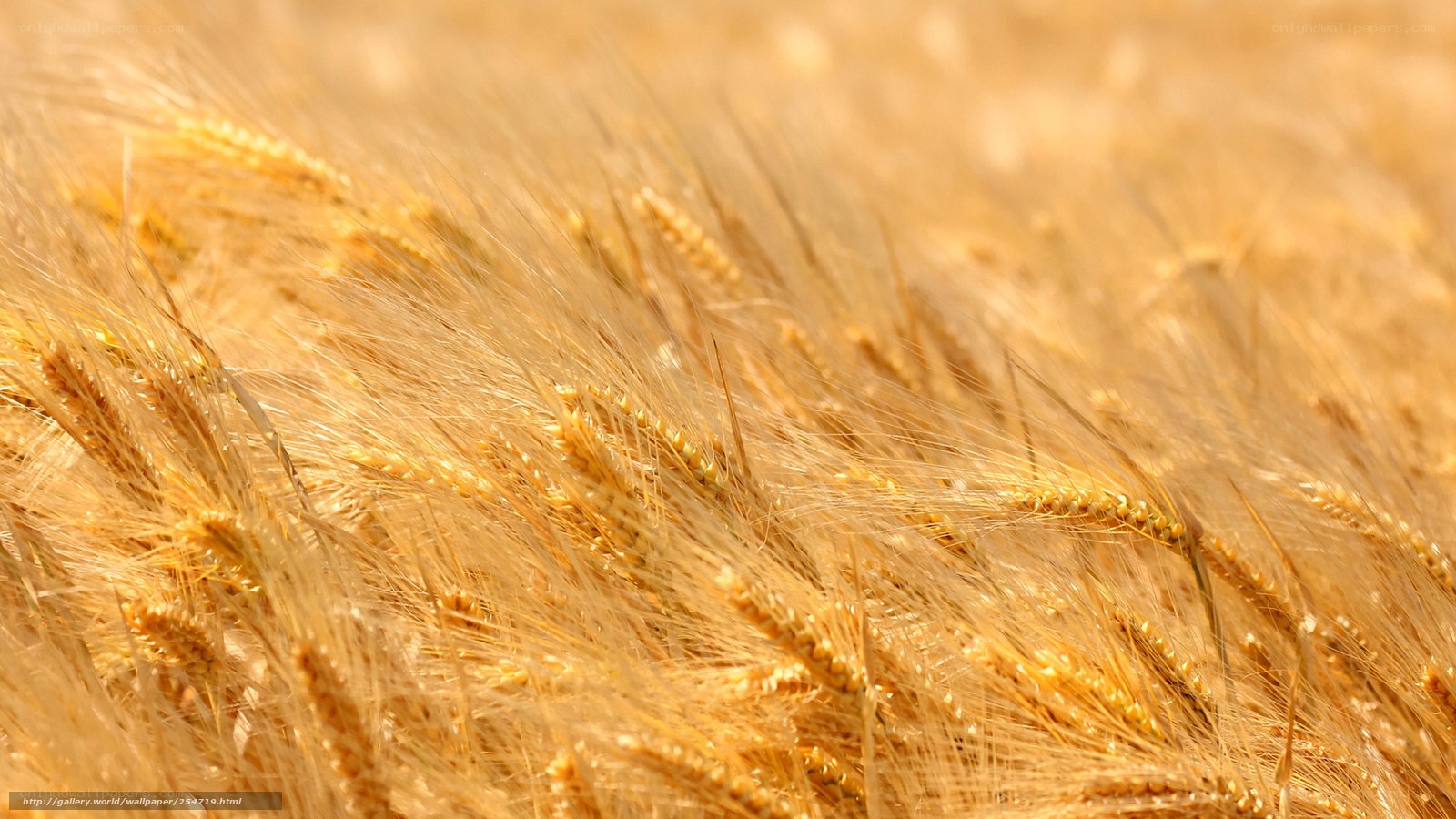 Golden wheat field in sunlight