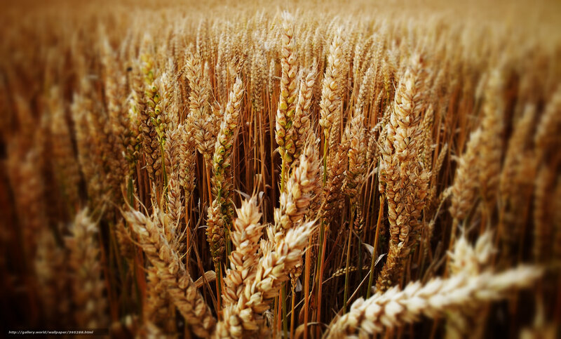 Golden wheat field in sunlight