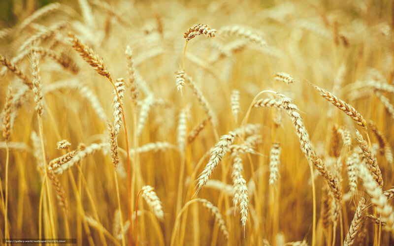 Golden wheat field in sunlight