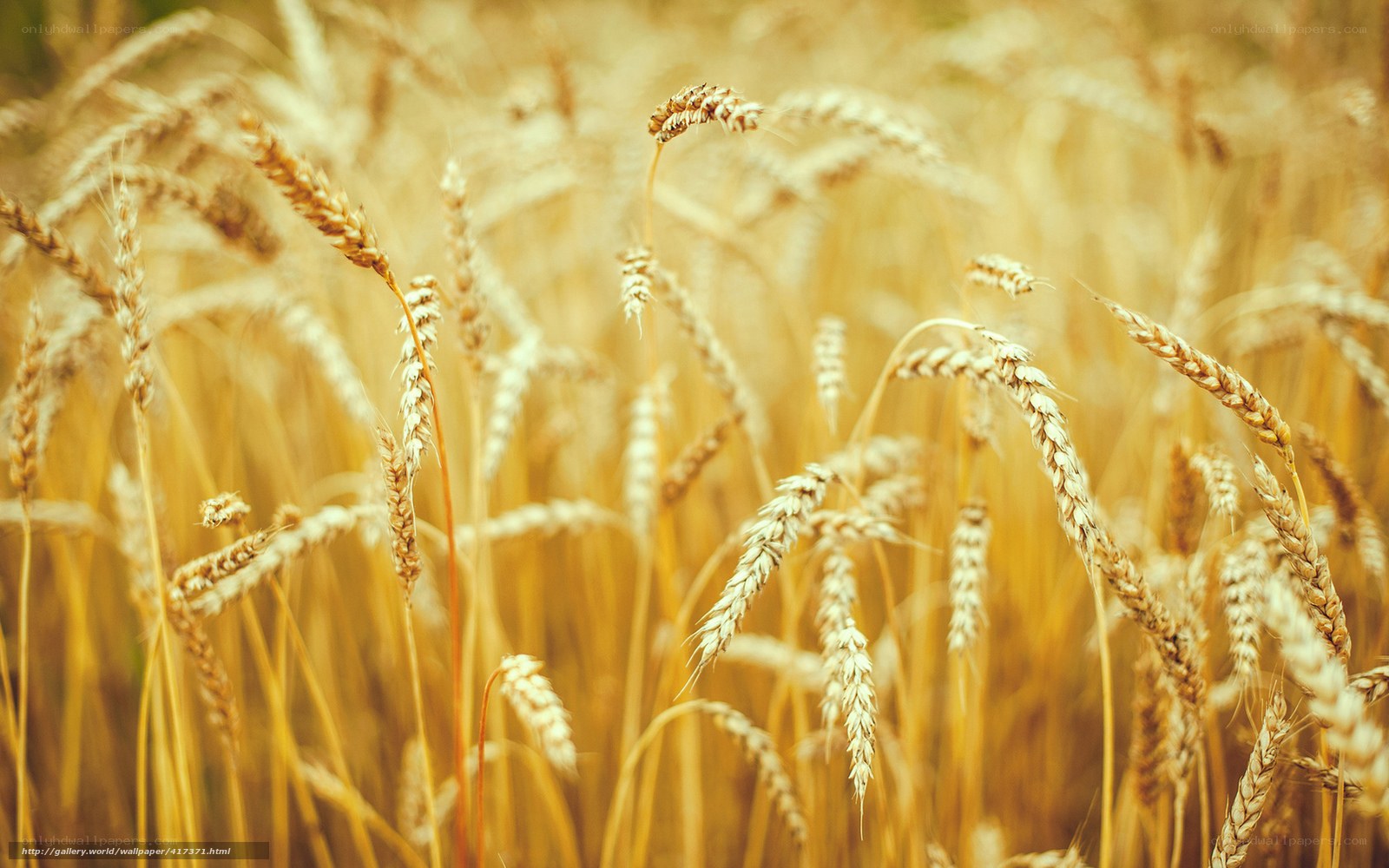 Golden wheat field in sunlight
