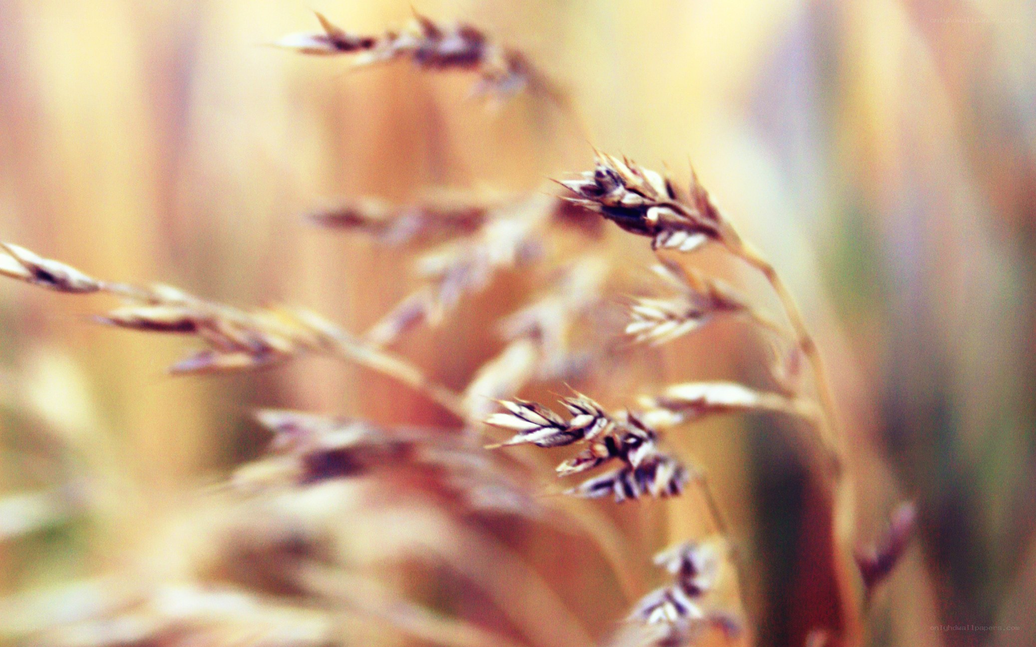 golden wheat field in sunlight