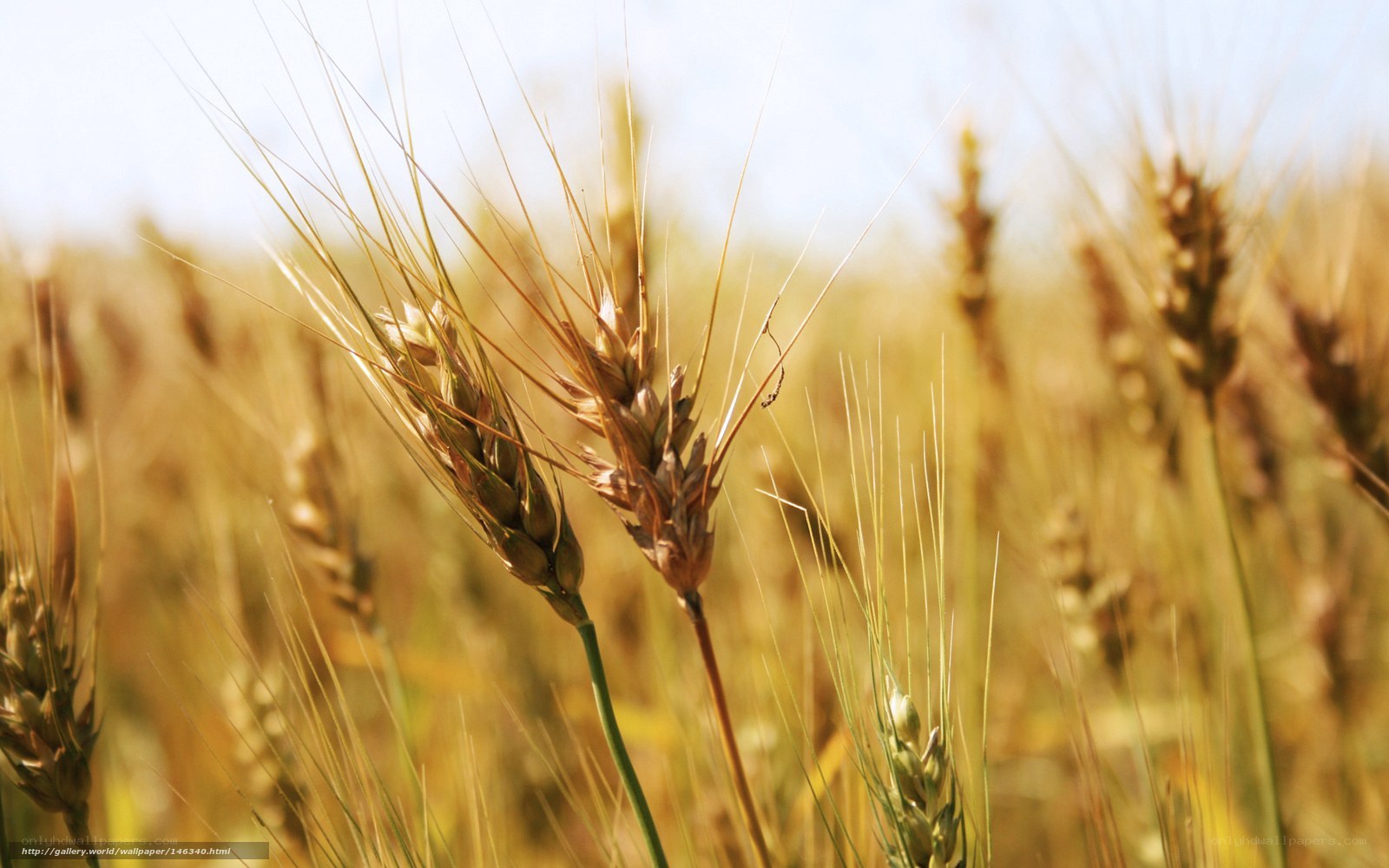 Golden wheat field in sunlight