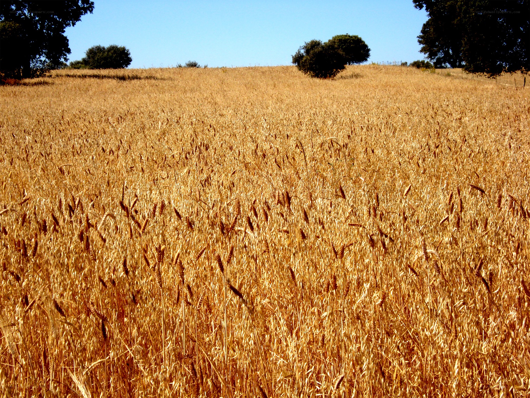 Golden wheat field on a hill