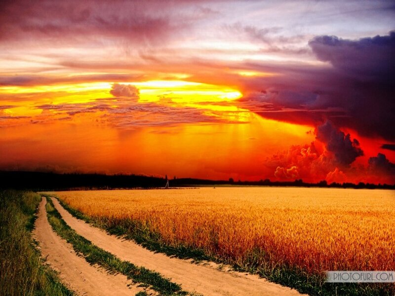 Golden Wheat Field — Orange, Dramatic, Sunset, Photograph