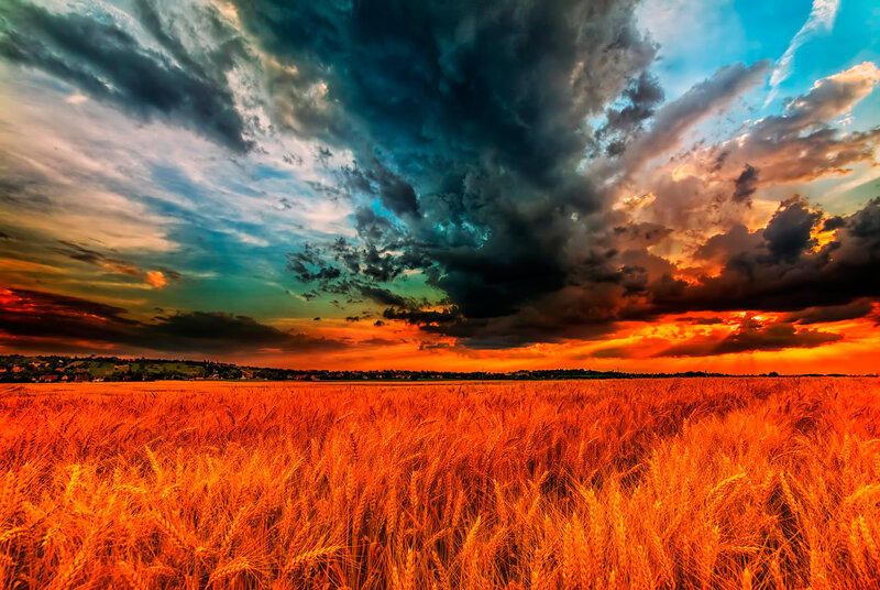 Golden Wheat Field — Orange, Dramatic, Sunset
