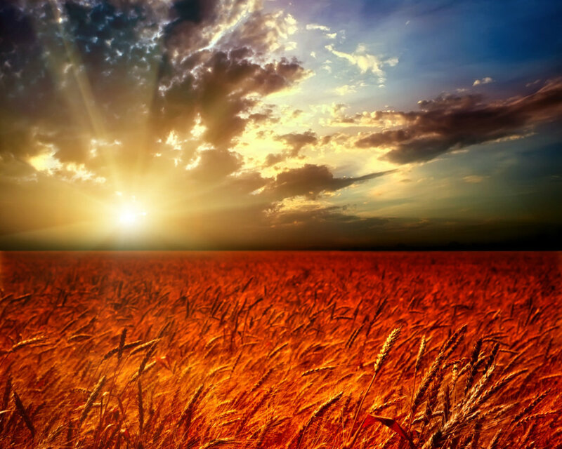 Golden Wheat Field — Orange, Dramatic