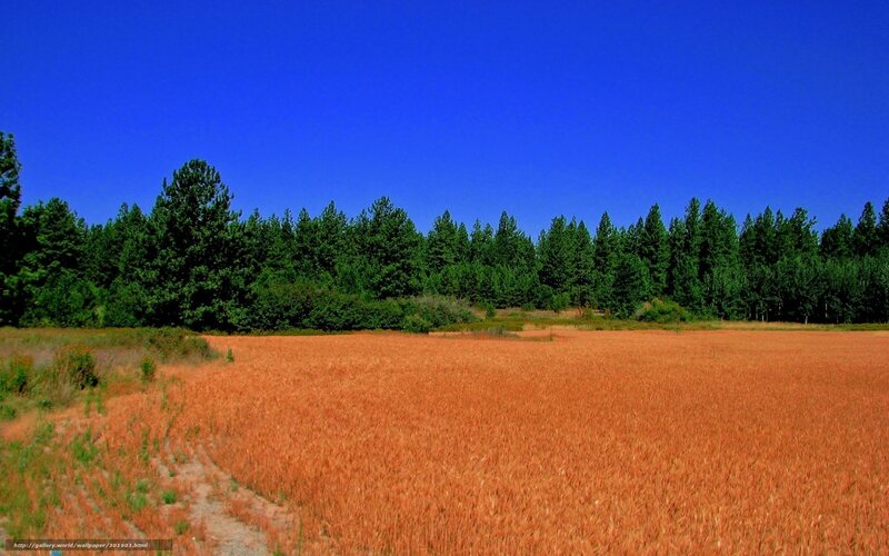 Golden Wheat Field — Orange, Serene, Afternoon