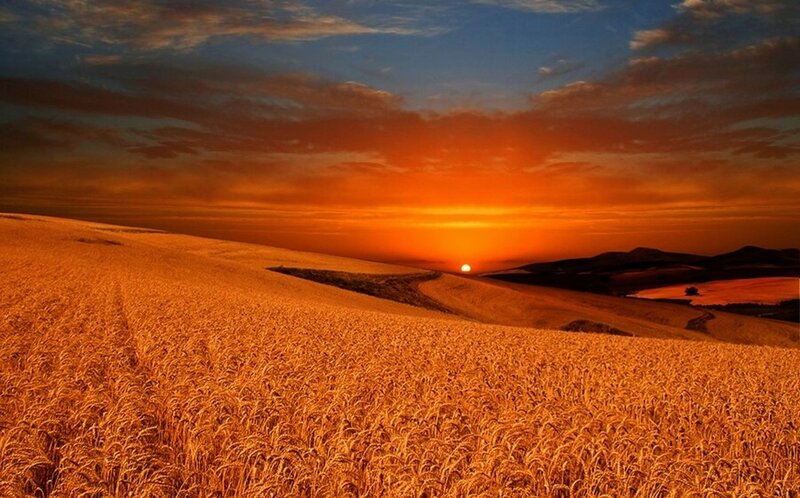 Golden Wheat Field — Orange, Serene, Sunset, Photograph
