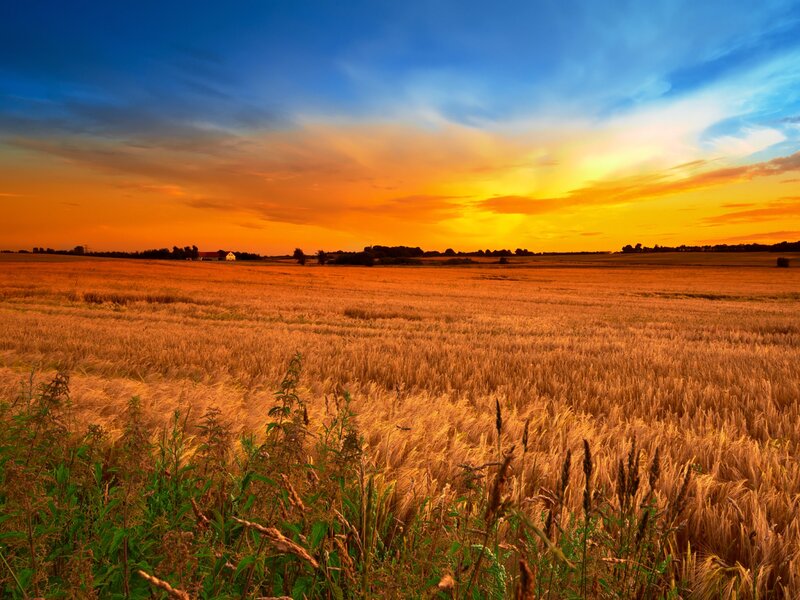 Golden Wheat Field — Orange, Serene, Sunset
