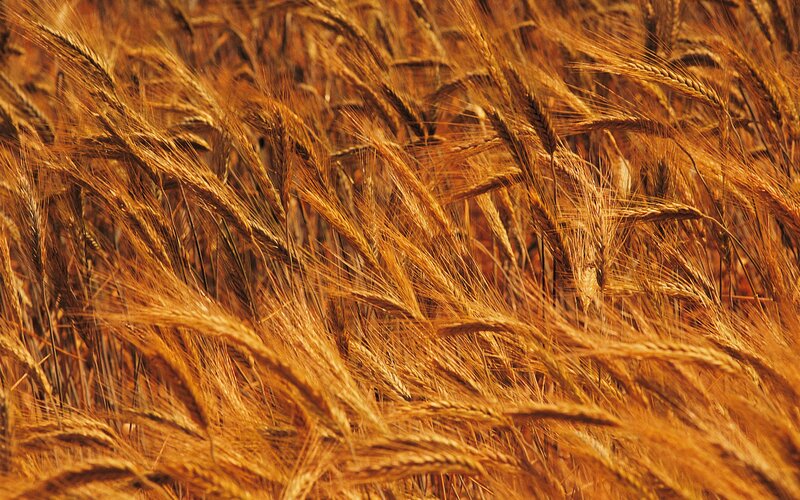 Golden Wheat Field — Photograph, Brown
