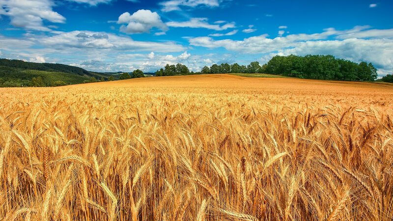 Golden Wheat Field — Photograph, Green