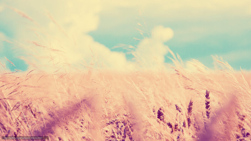Golden Wheat Field — Pink
