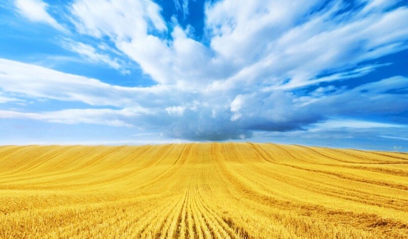 Golden Wheat Field — Serene, Hills