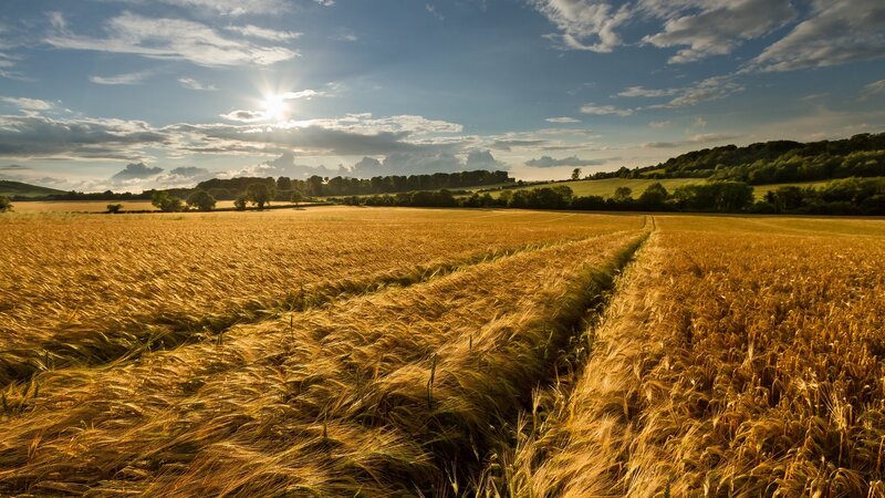 Golden Wheat Field — Serene, Sun