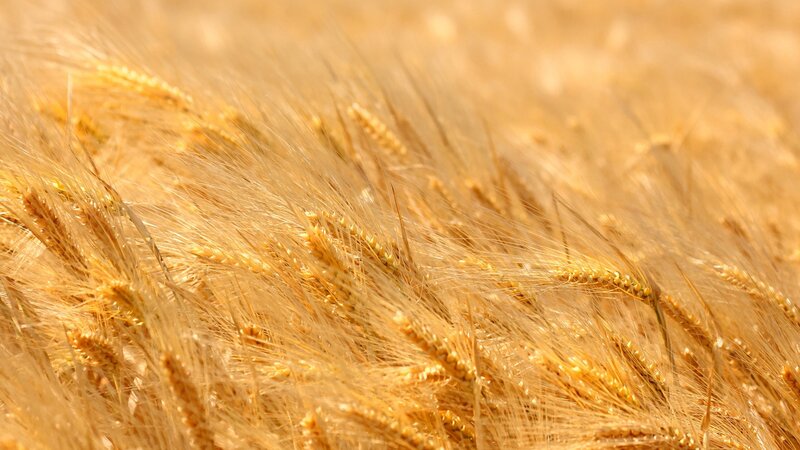 Golden Wheat Field — Serene, Sunlight