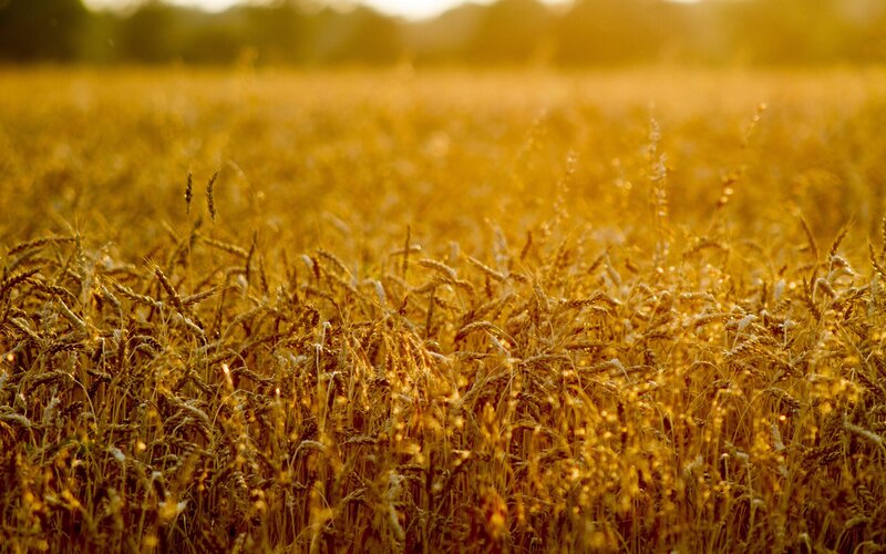 Golden Wheat Field — Serene, Sunset