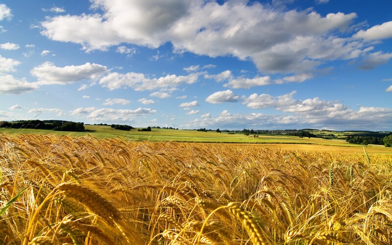 Golden Wheat Field — Serene, Trees