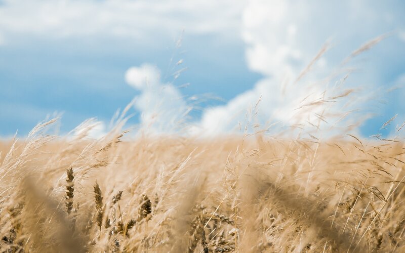 Golden Wheat Field — Sky, White