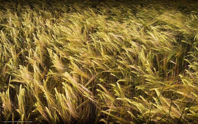 Golden wheat field swaying