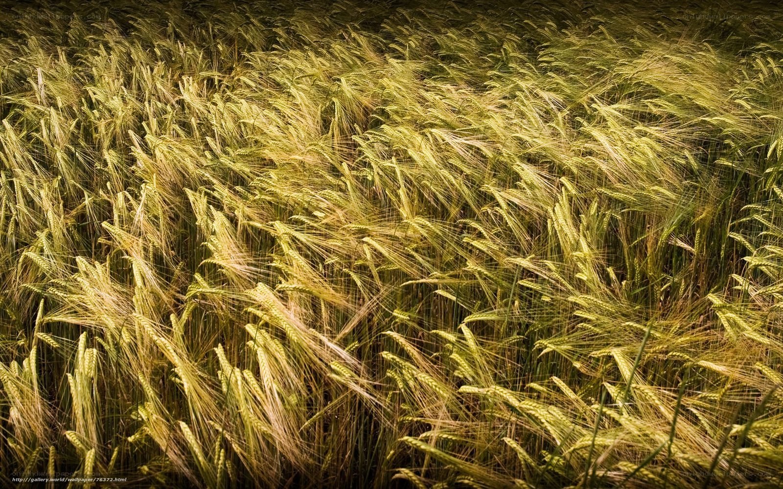 Golden wheat field swaying