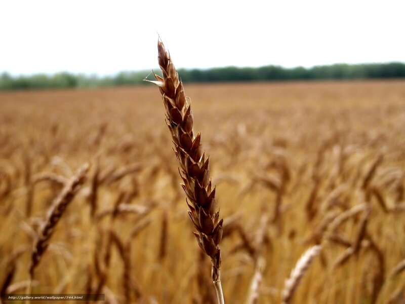 Golden wheat field