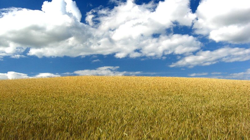 Golden wheat field under blue sky