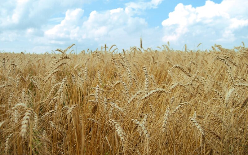 Golden wheat field under blue sky