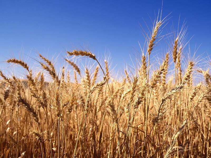 Golden wheat field under blue sky