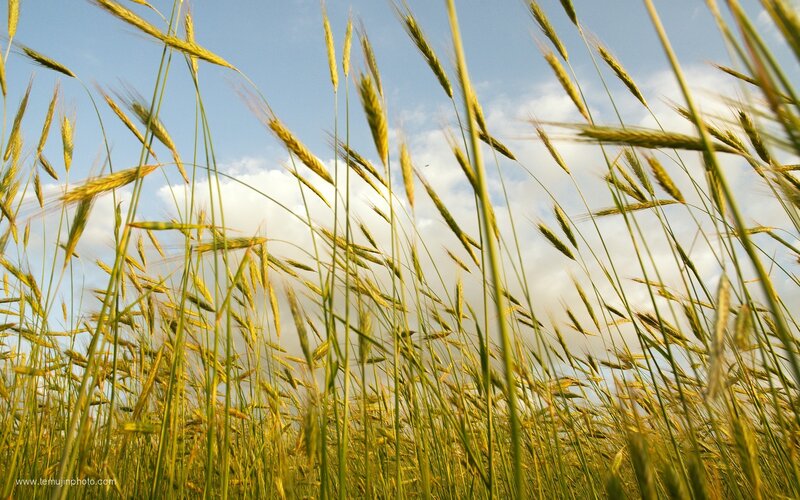 golden wheat field under blue sky