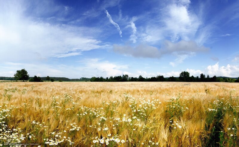 Golden wheat field under blue sky