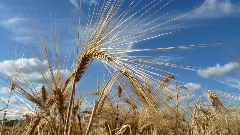 Golden wheat field under blue sky