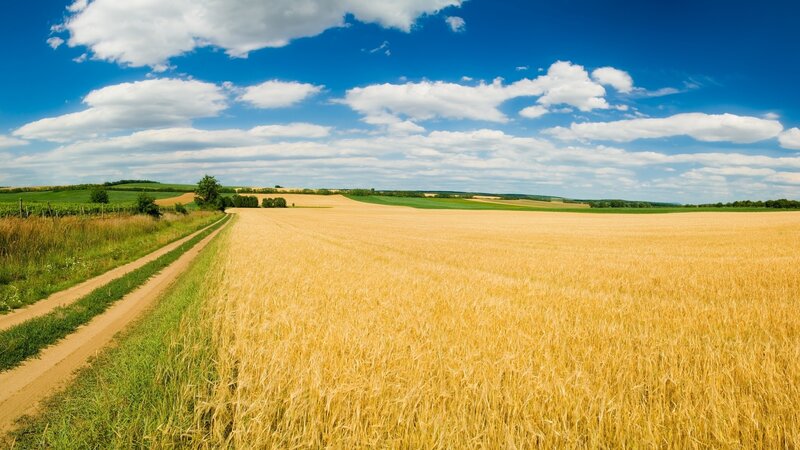 Golden wheat field under blue sky