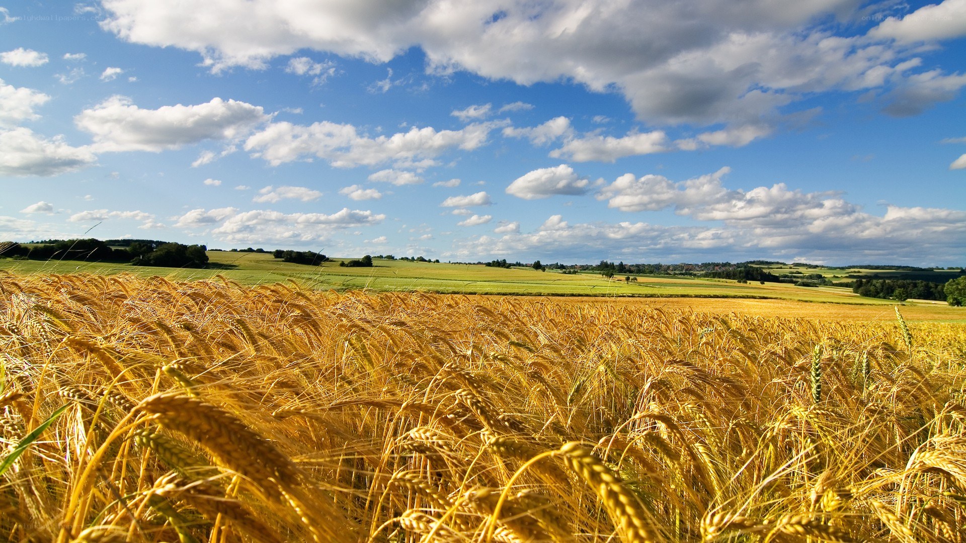 Golden wheat field under blue sky