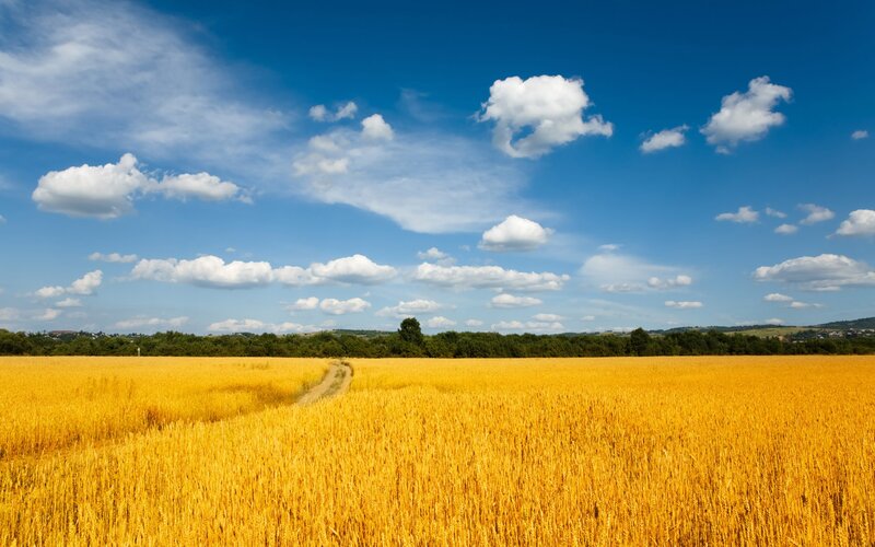 Golden wheat field under blue sky