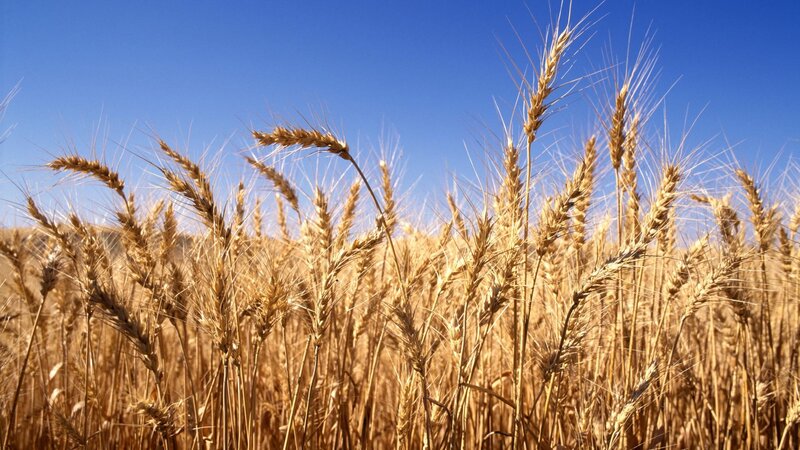 Golden wheat field under blue sky