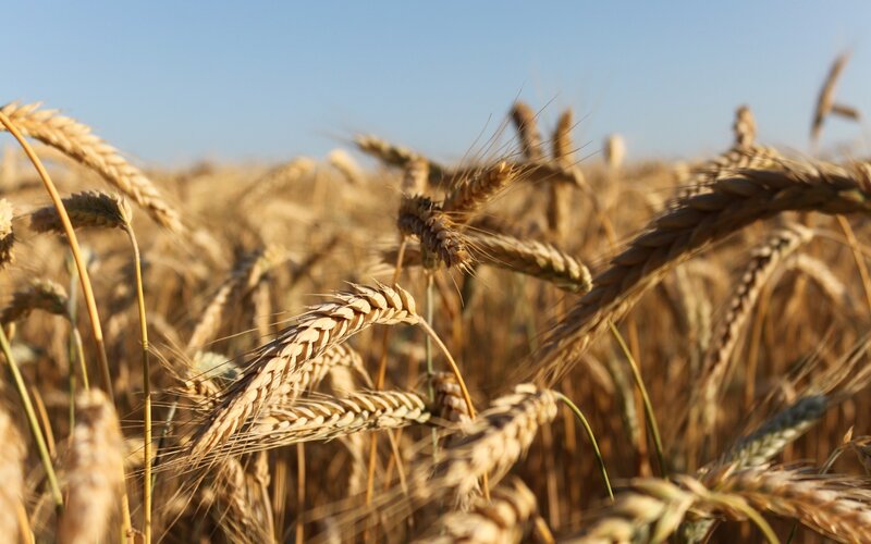 Golden wheat field under blue sky