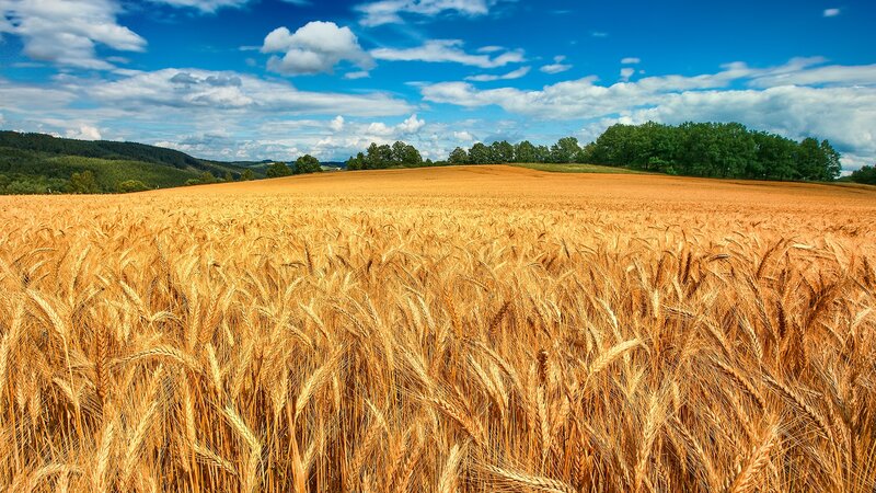 Golden wheat field under blue sky