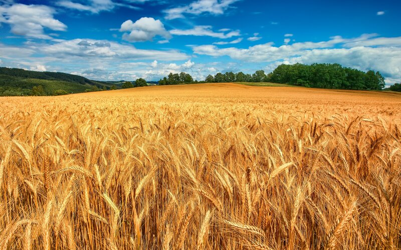 Golden wheat field under blue sky