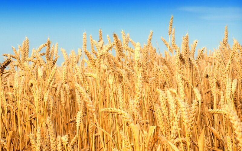 Golden wheat field under blue sky