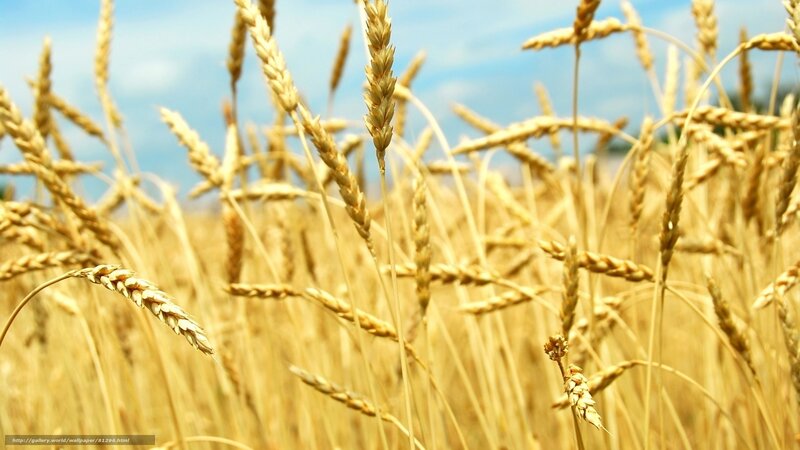 Golden wheat field under blue sky
