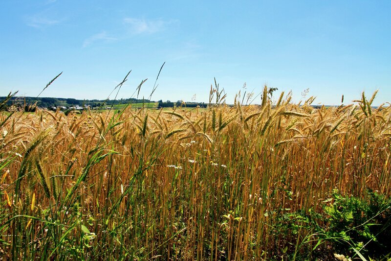 Golden wheat field under blue sky