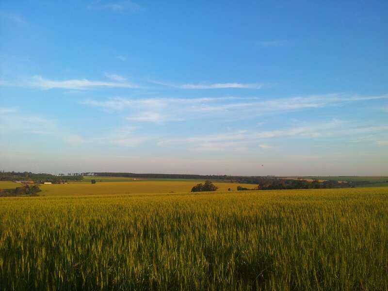 Golden wheat field under blue sky