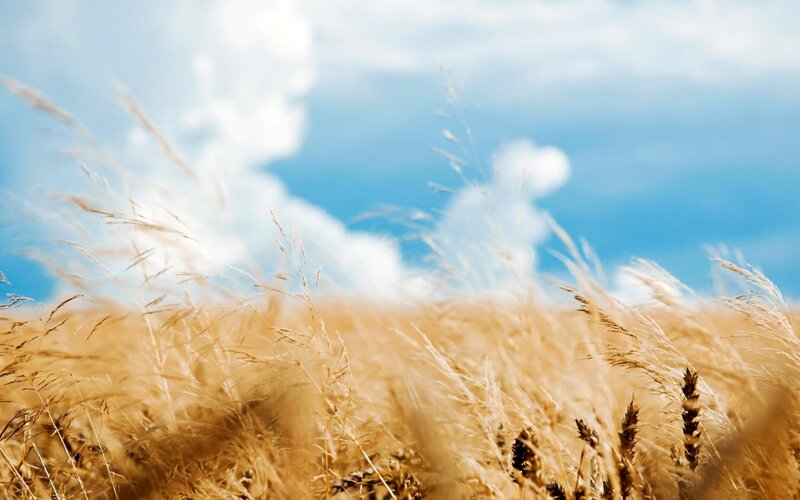Golden wheat field under blue sky