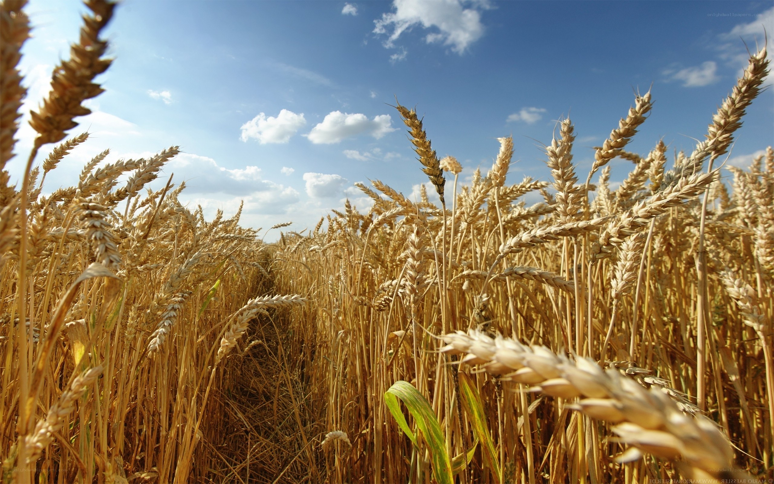 Golden wheat field under blue sky