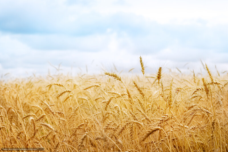 Golden wheat field under blue sky
