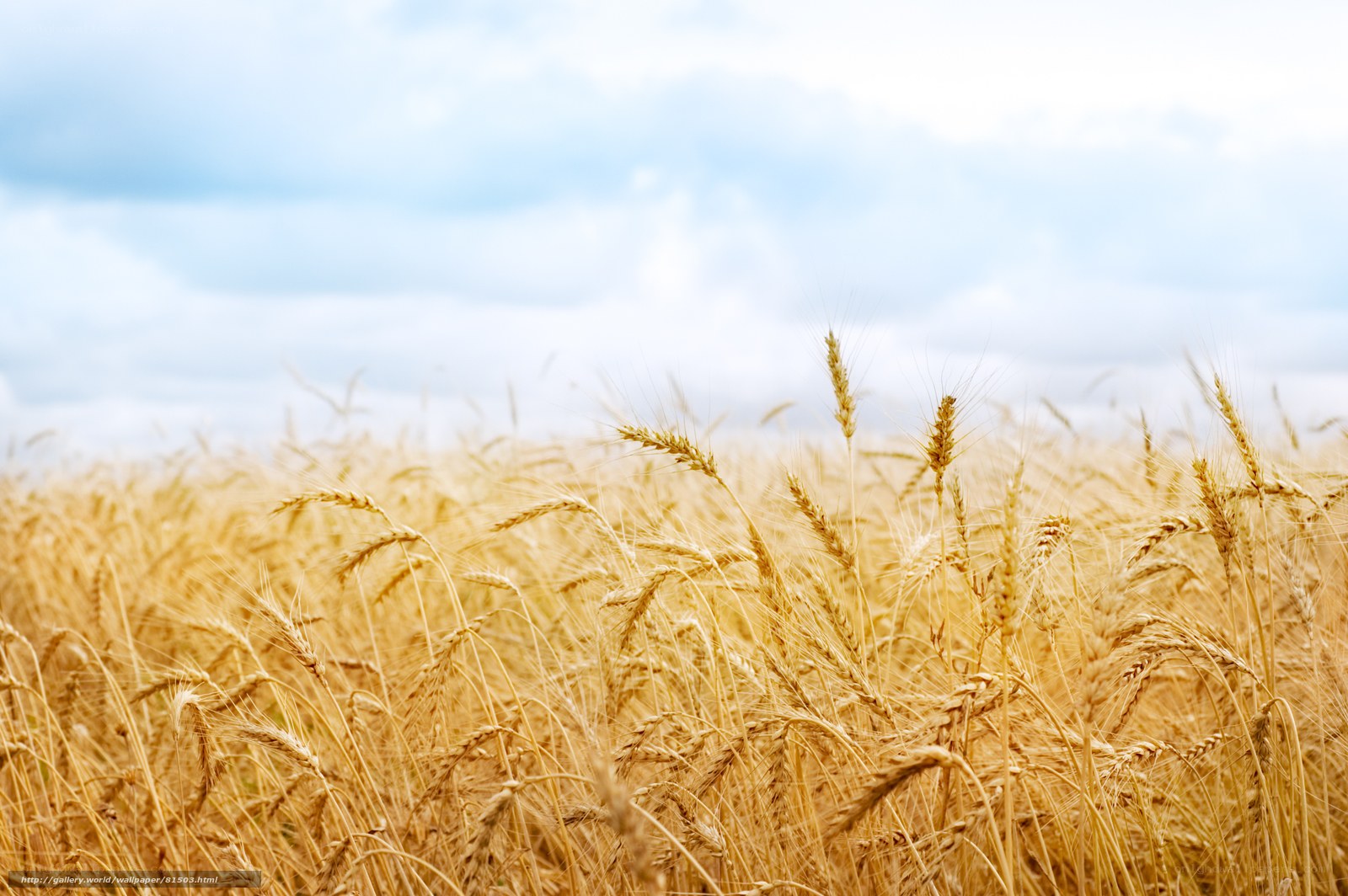 Golden wheat field under blue sky