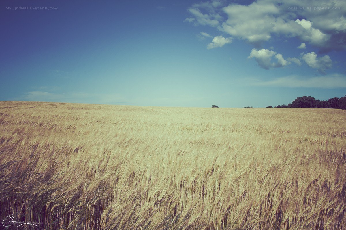 Golden wheat field under blue sky