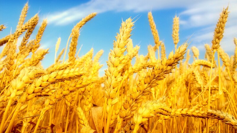 Golden wheat field under blue sky