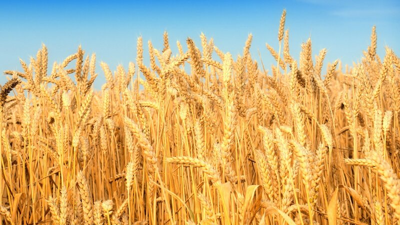 Golden wheat field under blue sky