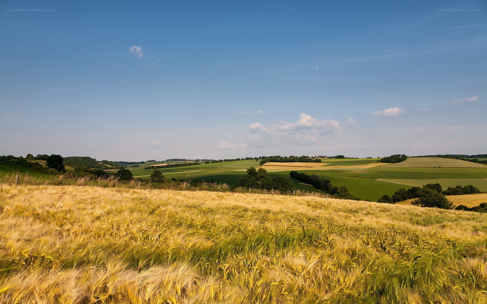 Golden wheat field under blue sky